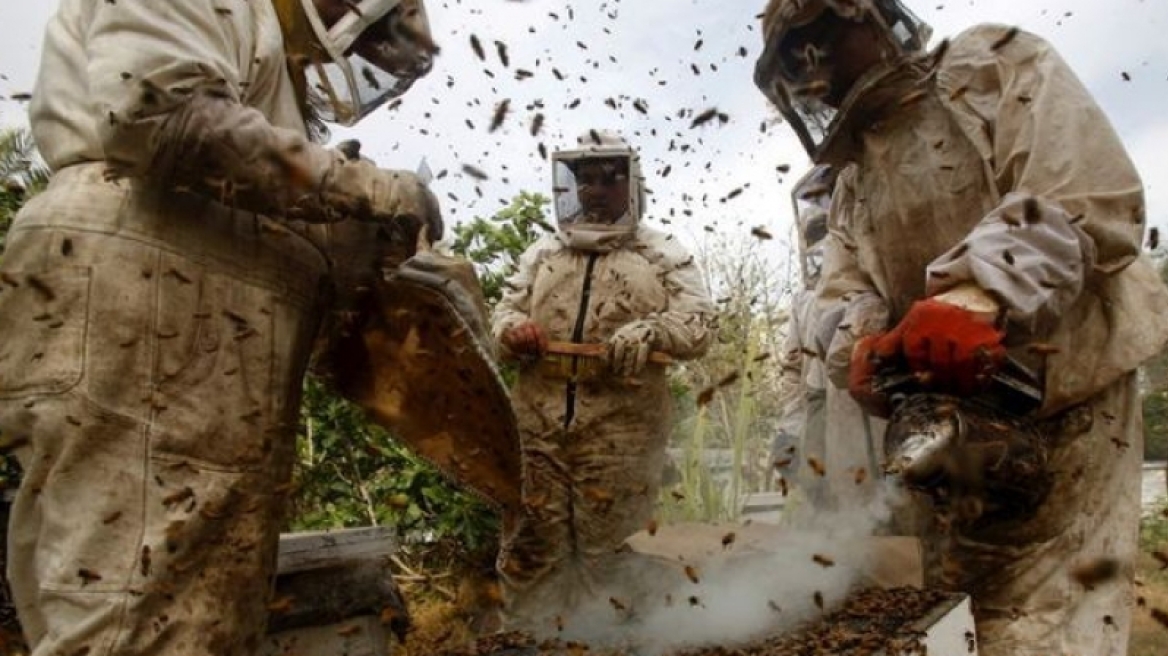 Xρυσές δουλειές για τον Παλαιστίνιο που γιατρεύει ανίατες ασθένειες με κεντρί από μέλισσες